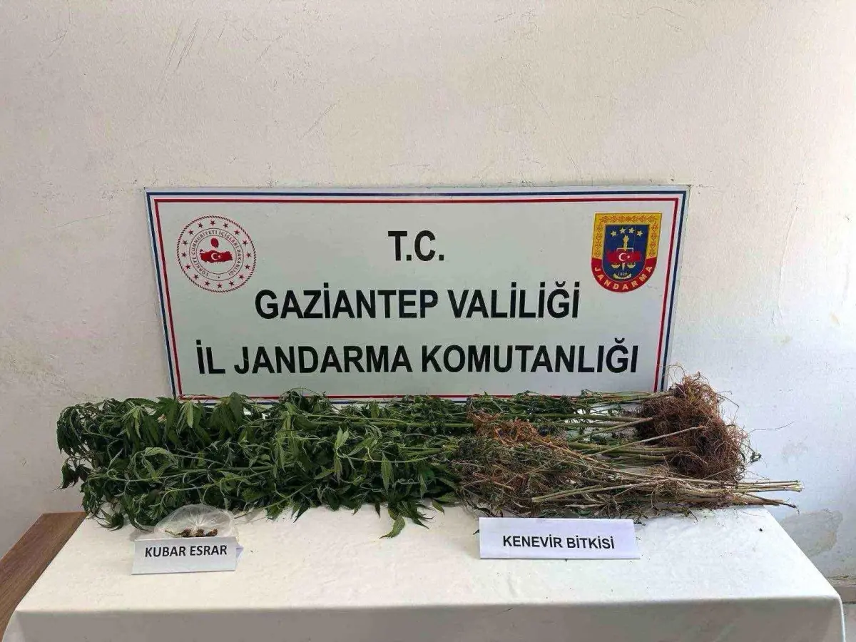 Gaziantep'te 428 kök kenevir ele geçirildi: 5 şahıs tutuklandı
