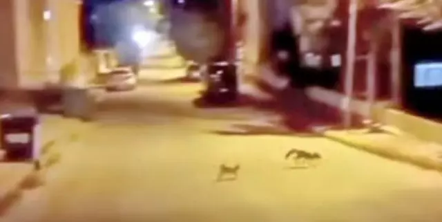 kedi tarafindan saldiriya ugrayan tilki careyi 18956088 5658 m