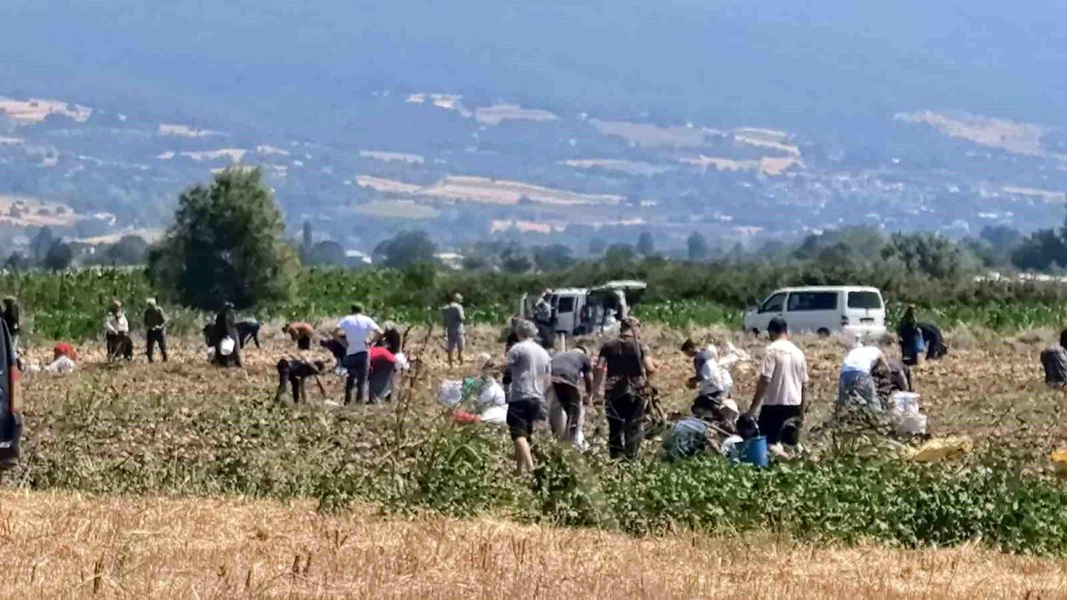 İnegöl'de Çiftçi Patateslerini Ücretsiz Dağıttı