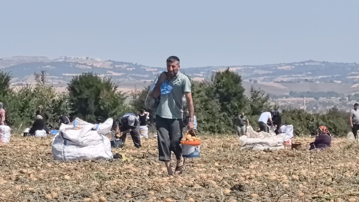 İnegöl'de Çiftçi Patatesleri Ücretsiz Dağıttı
