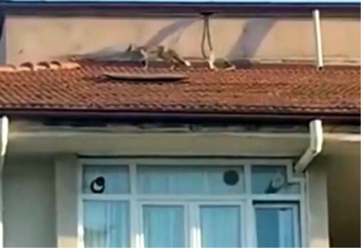 Bolu'da Çatıya Çıkan Tilki Kurtarıldı