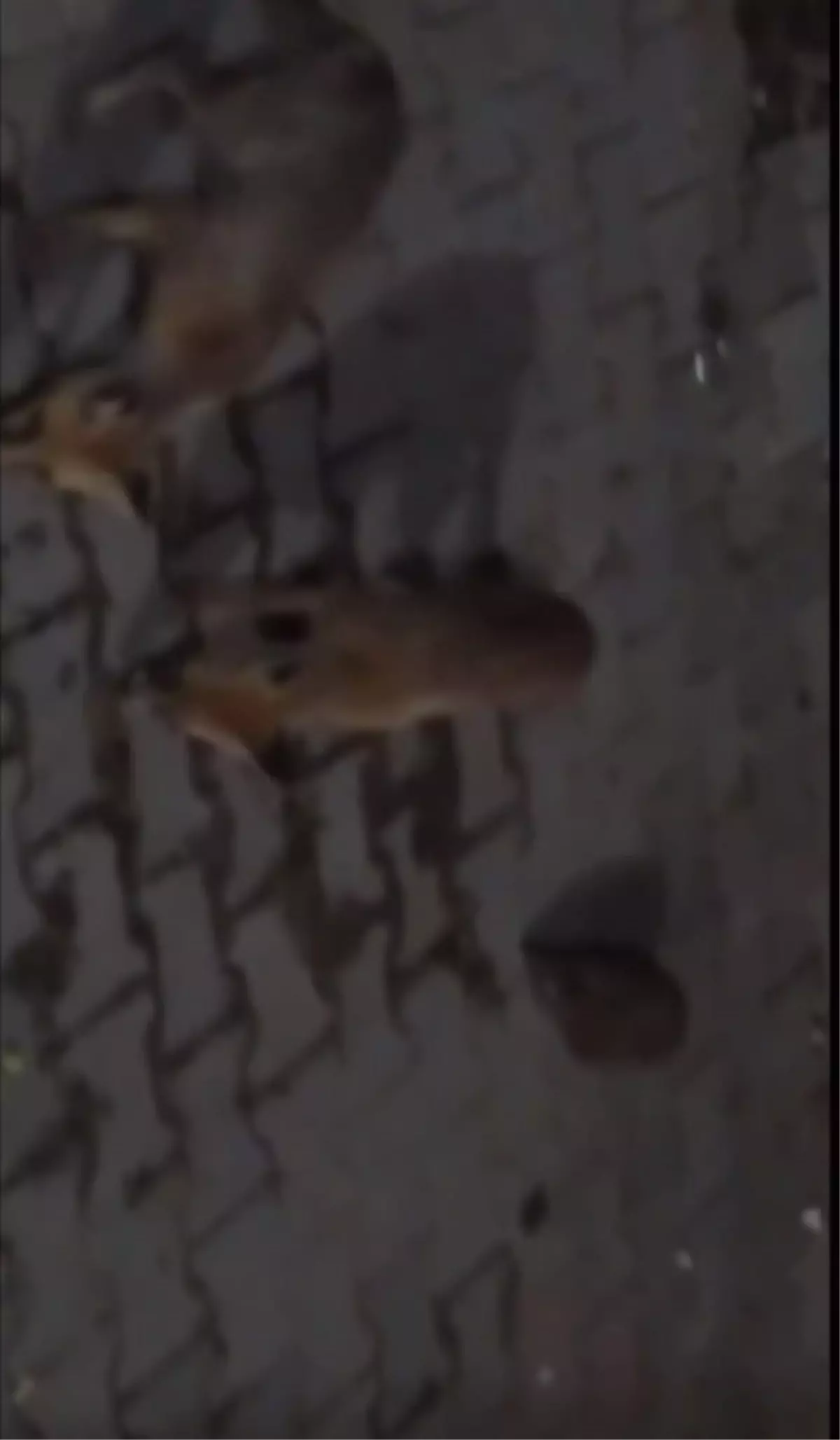 Amasya'da Tilki ve Yavrusu Bahçede Görüntülendi