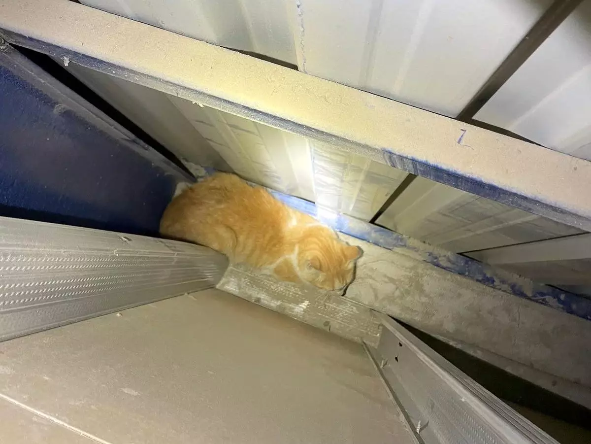 Hatay'da Mahsur Kalan Yavru Kedi İtfaiye Ekipleri Tarafından Kurtarıldı