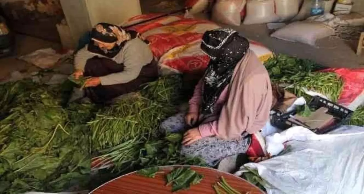 Bayburtlu Kadınlar Kışlık Turşu Hazırlıklarına Başladı