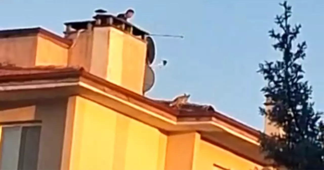 Bolu'da Çatıya Çıkan Tilki, İtfaiye Ekipleri Tarafından Kurtarıldı