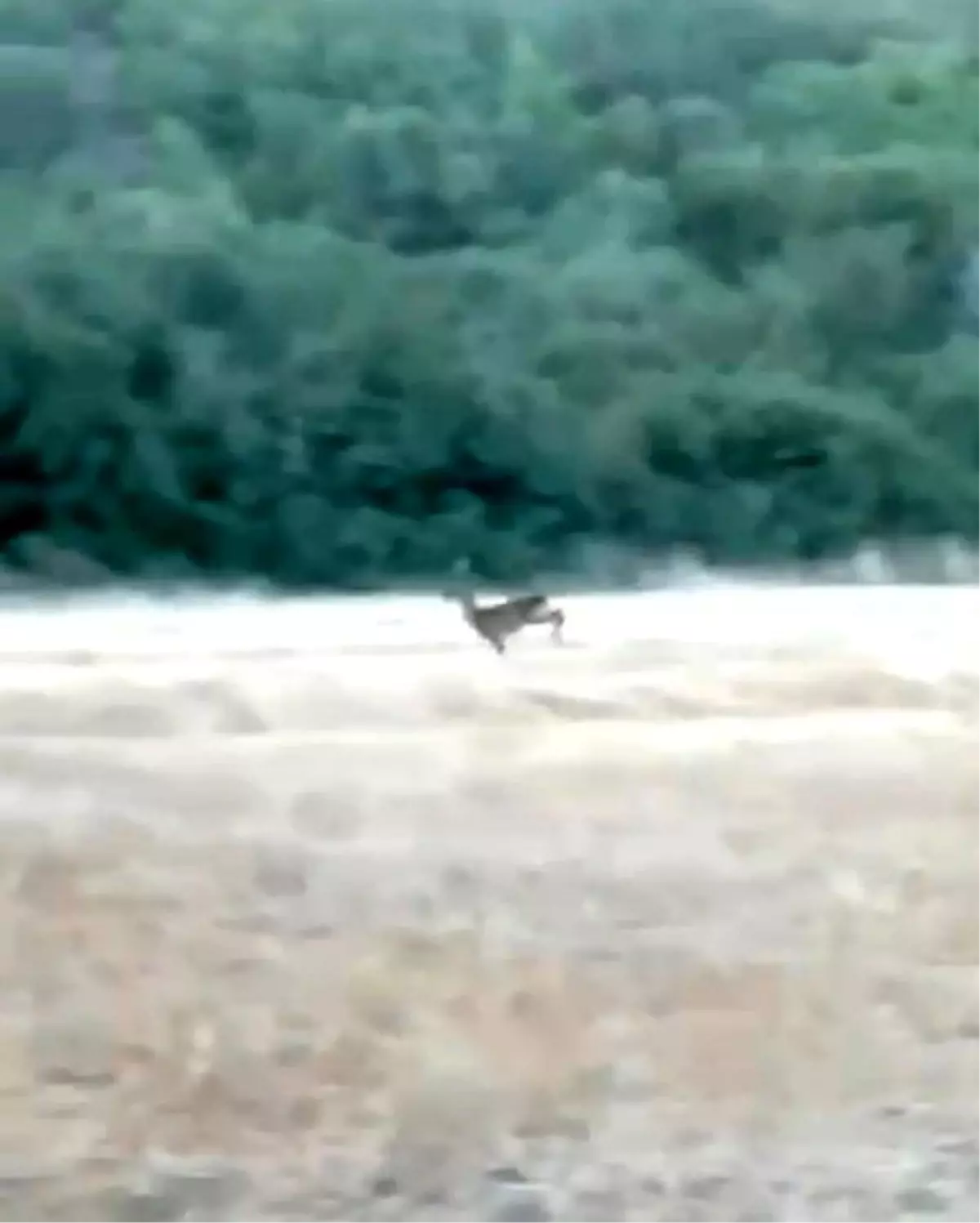 Çanakkale'de Orman Yangını Kontrol Altına Alındı