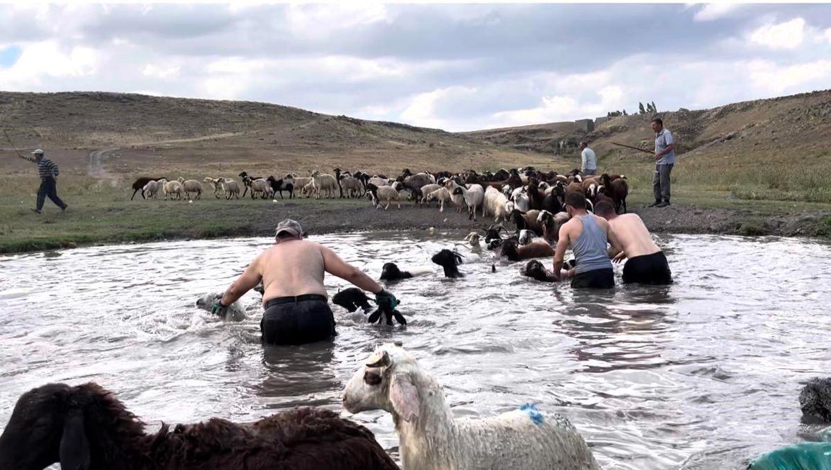Kars'ta Sıcak Havalarda Koyunları Serinletme Yöntemi