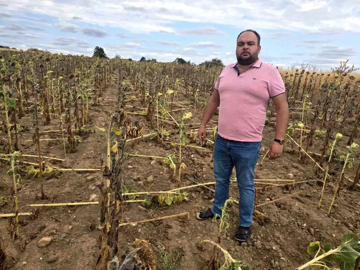 Edirne'de Çiftçiler Yaban Domuzlarıyla Mücadele Ediyor