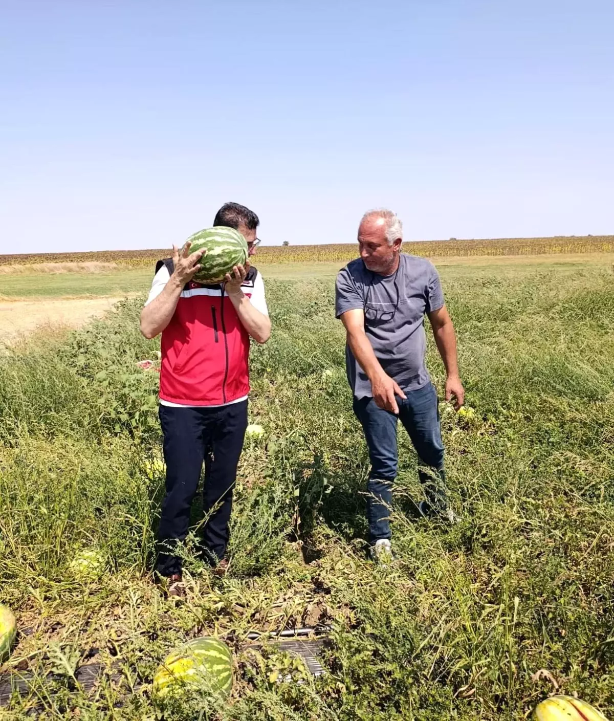 Tekirdağ'da Karpuz Yetiştiriciliği İncelemesi