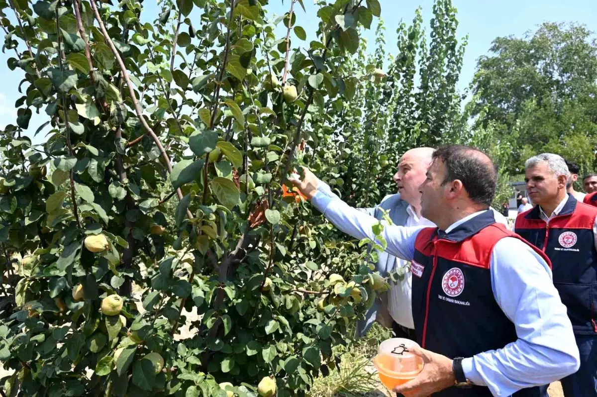 Denizli'de Üreticilere Akdeniz Meyve Sineği Zararlısına Karşı Tuzak Dağıtımı