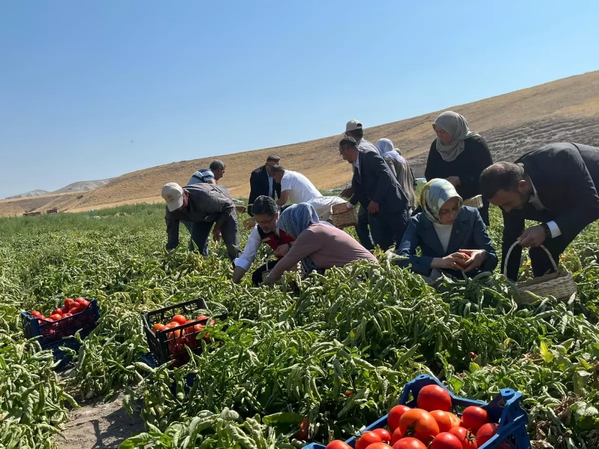 Bakan Yumaklı'dan Domates Hasadı ve Zirai İlaç Kullanımı Bilançosu