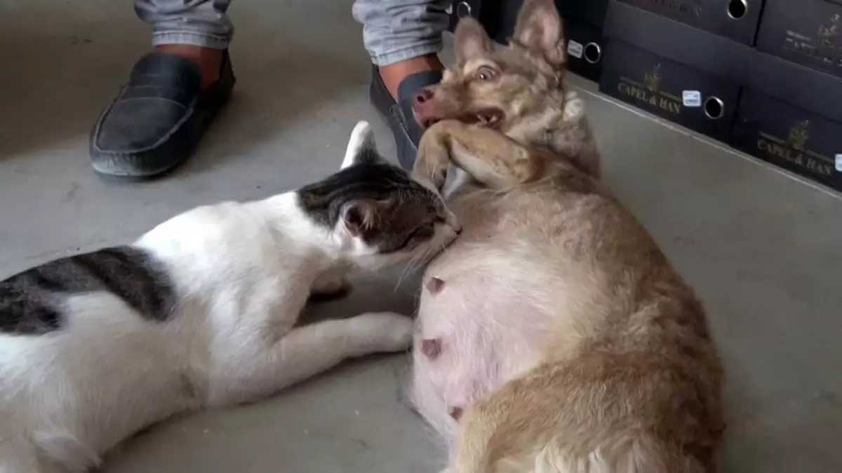 Depremzede Köpek, Çöpten Bulunan Yavru Kediyi Sahipleniyor