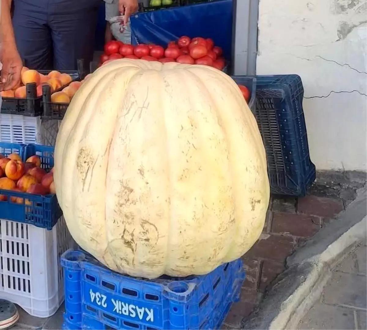 Manisa'da 85 Kilogram Ağırlığında Devasa Bal Kabağı İlgi Odağı Oldu