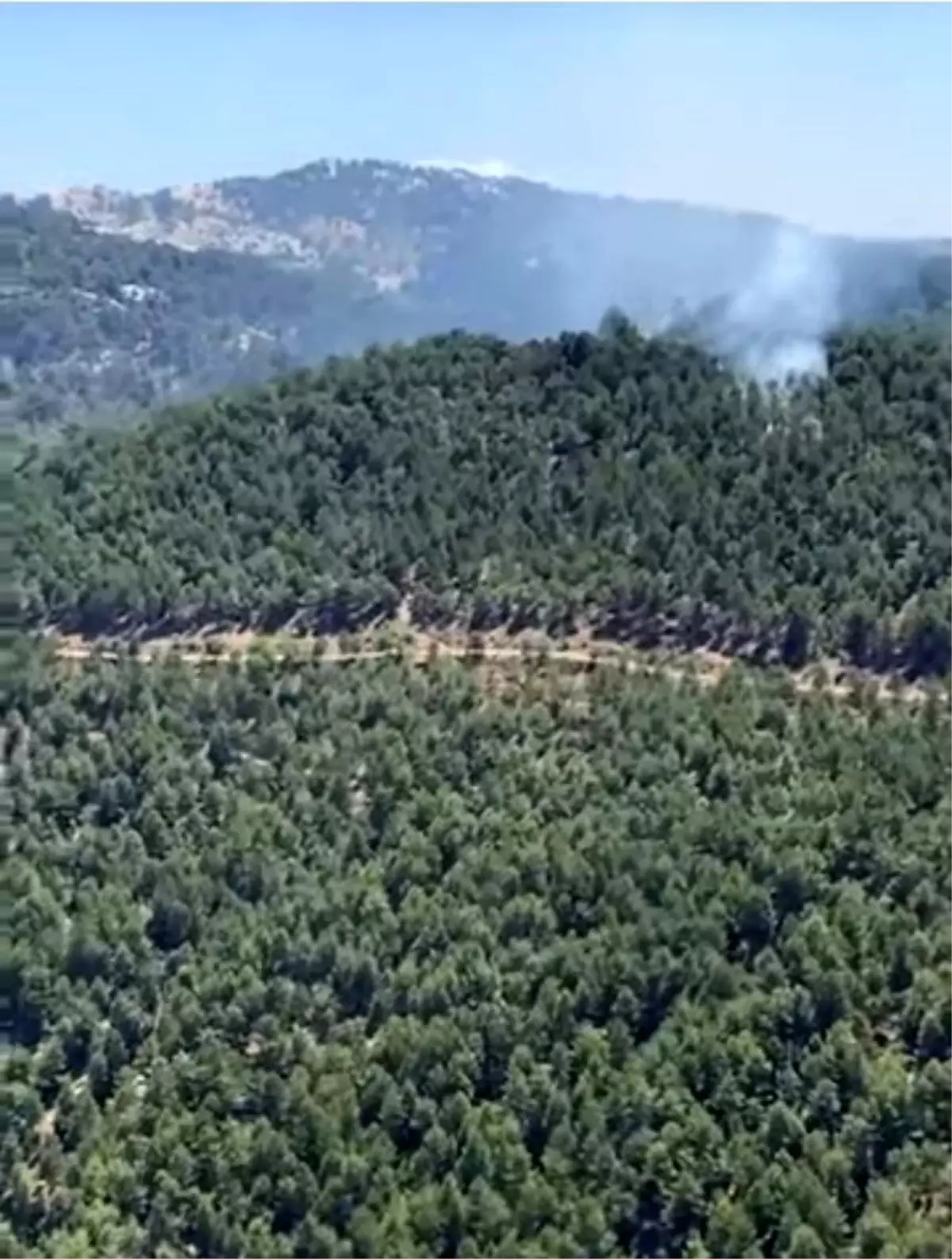 Aydın'da Orman Yangını Hızla Söndürüldü