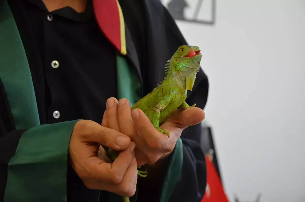 Hukuk Bürosunun Maskotu: İgor İsimli Iguana