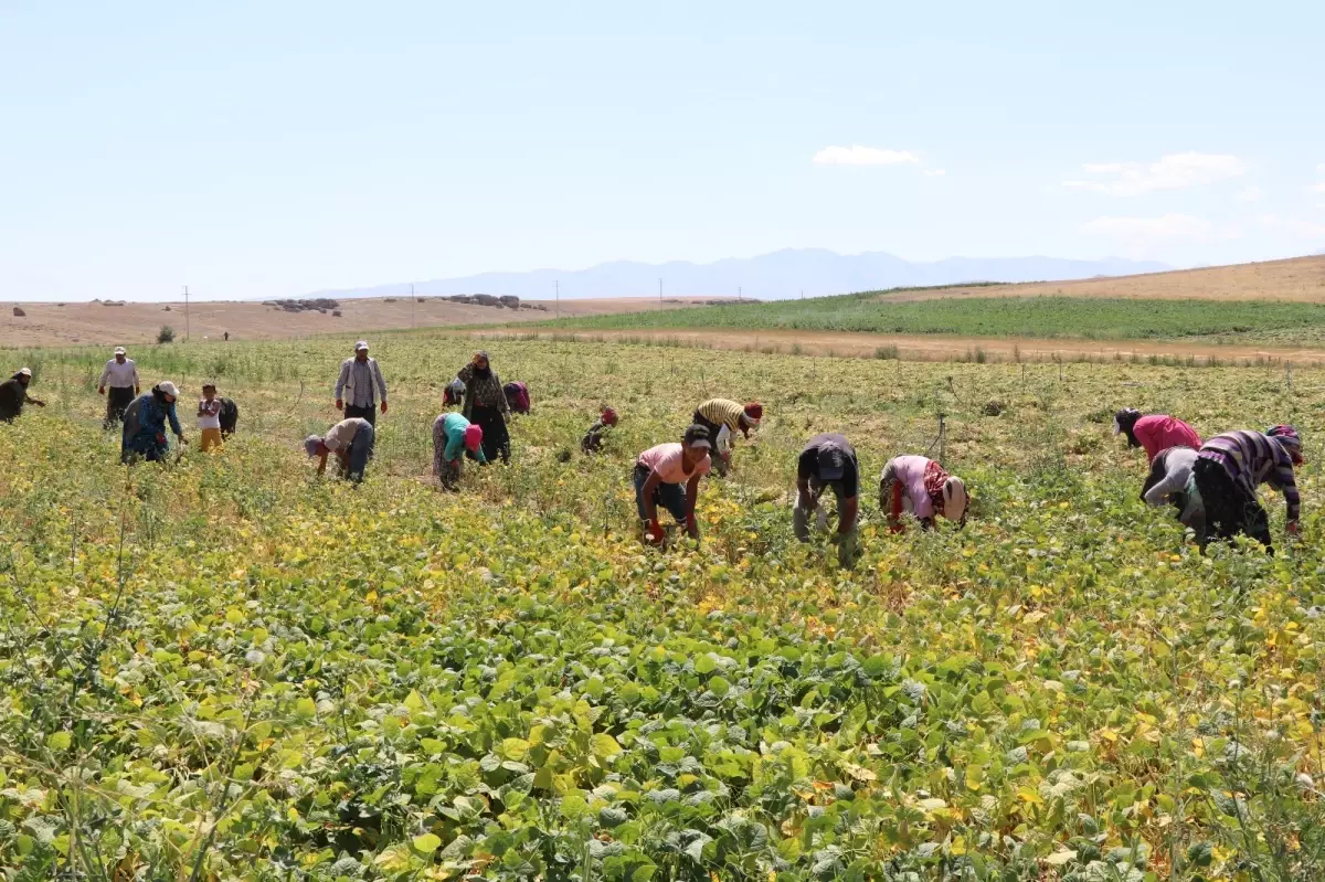 Niğde Fasulyesinde Rekolte Beklentisi 52 Bin Ton