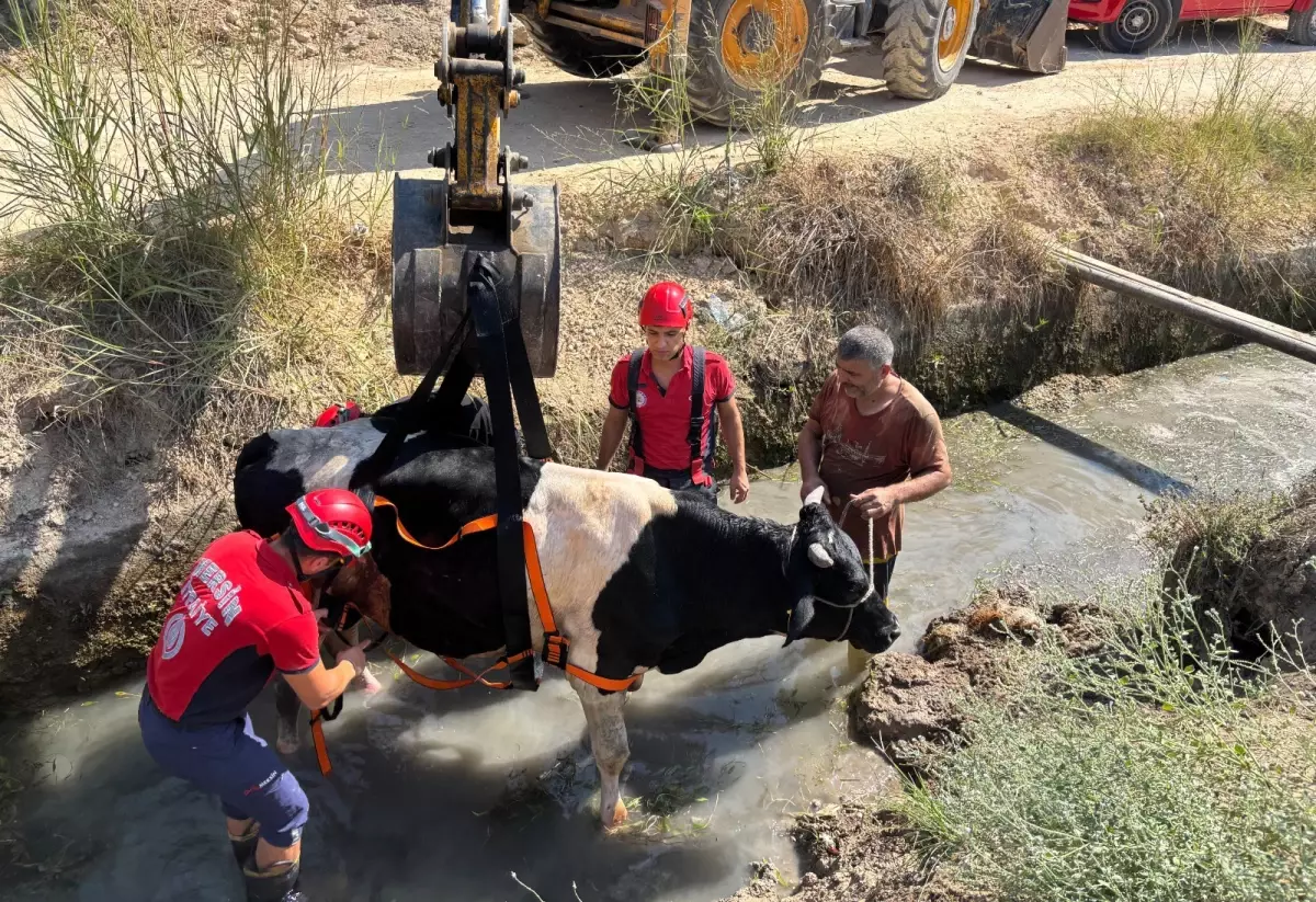 Mersin'de Sulama Kanalına Düşen İnek Kurtarıldı