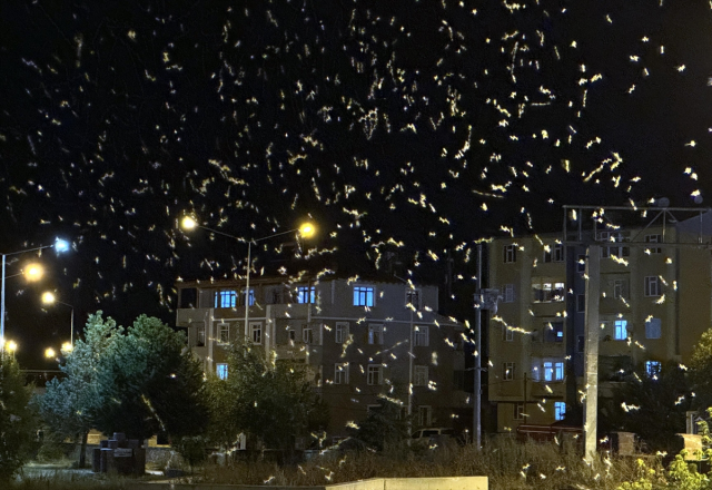 Ardahan'da sineklerin 'ölüm dansı' başladı