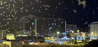 Ardahan'da sineklerin 'ölüm dansı' başladı