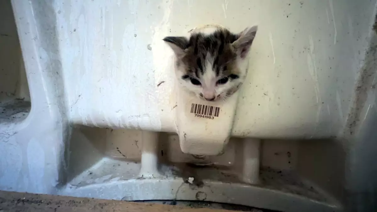 Büyük Kurtarma Operasyonu: Yavru Kedi, Lavabo Deliğinden İtfaiye Ekipleri Tarafından Kurtarıldı