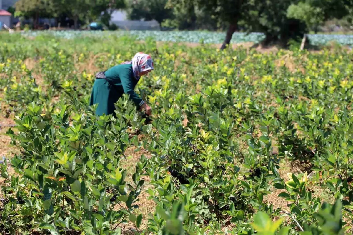 Bafra Ovası'nda Aronya Üretimi Artıyor