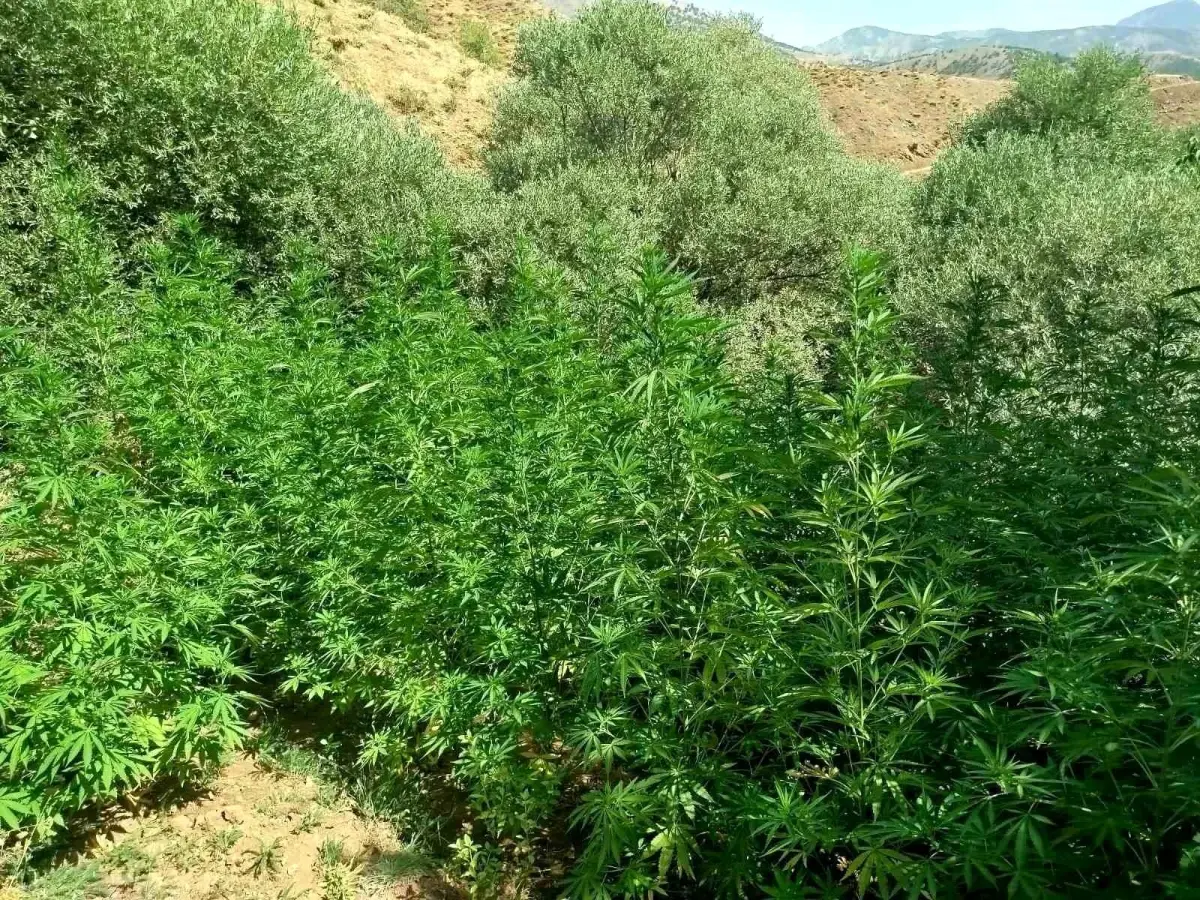 Bingöl'de Jandarma Operasyonu: 1.040 Kök Kenevir Ele Geçirildi