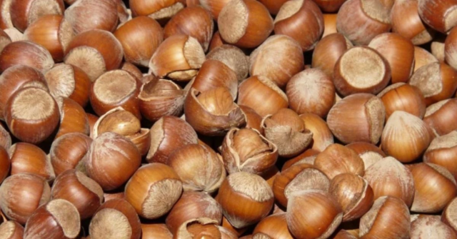 Fındık fiyatları ne kadar oldu? 2025 güncel fındık fiyatları!