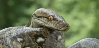 Rüyada yılan görmek ne anlama gelir?