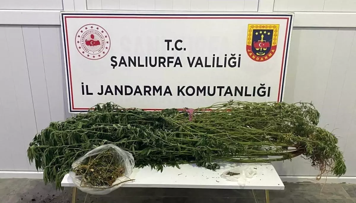 Şanlıurfa'da Uyuşturucu Operasyonu: 12 Zanlı Gözaltında
