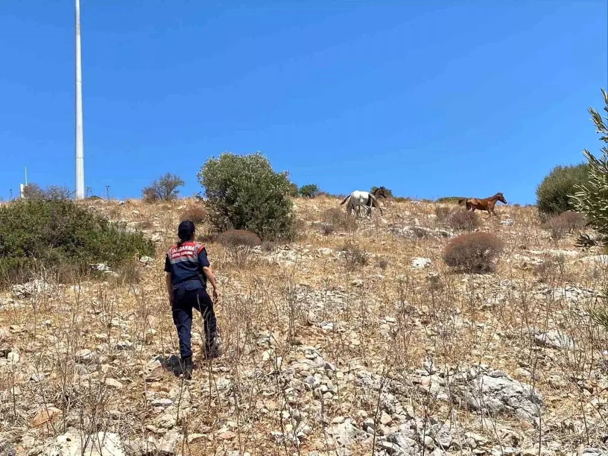 Kuşadası Dilek Yarımadası'nda Yaban Hayatı Denetimi Yapıldı