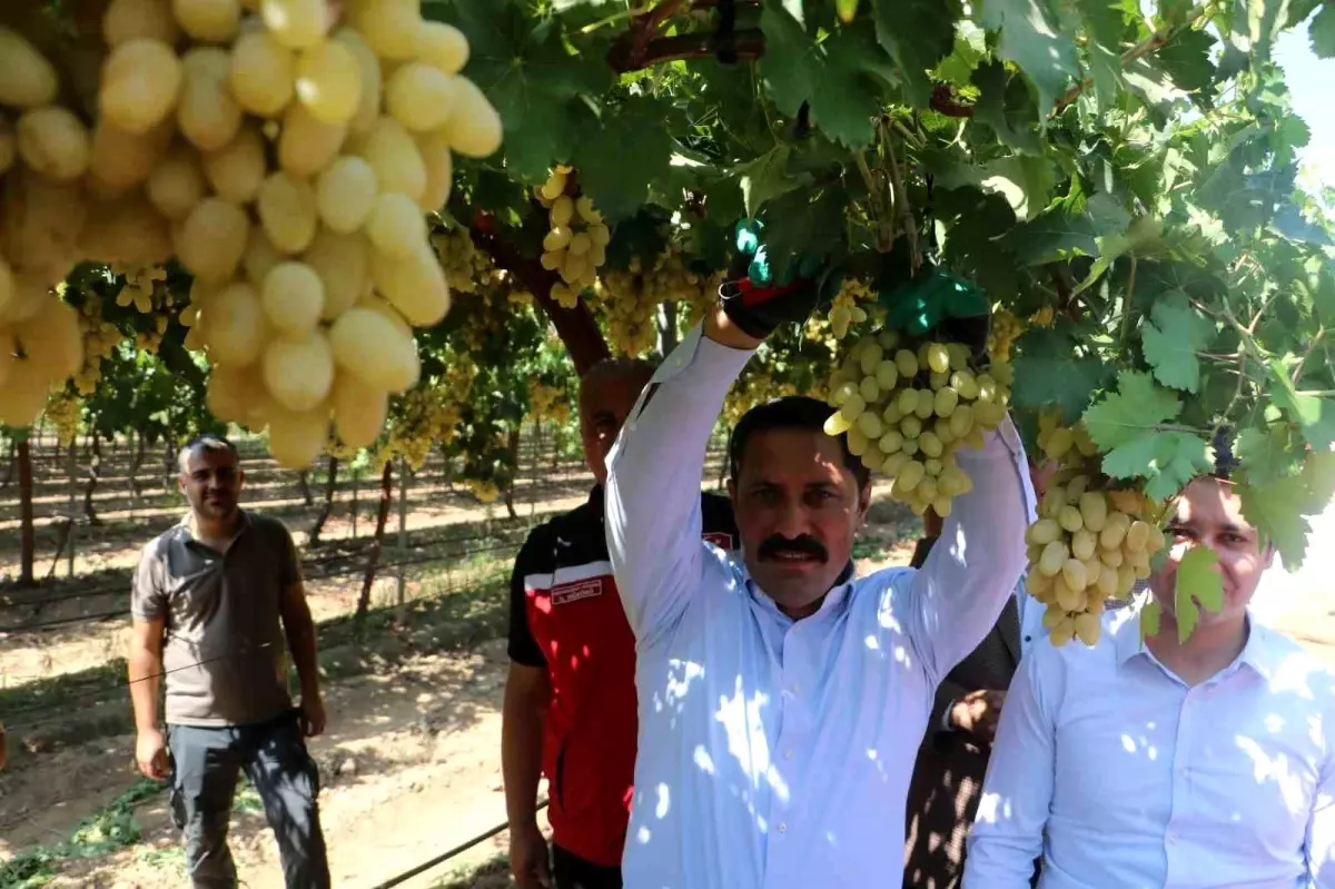 Hatay'da Üzüm Hasadı Başladı
