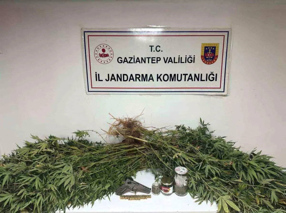 Gaziantep'te Uyuşturucu Operasyonu: 5 Kilo Esrar ve 178 Kök Kenevir Ele Geçirildi