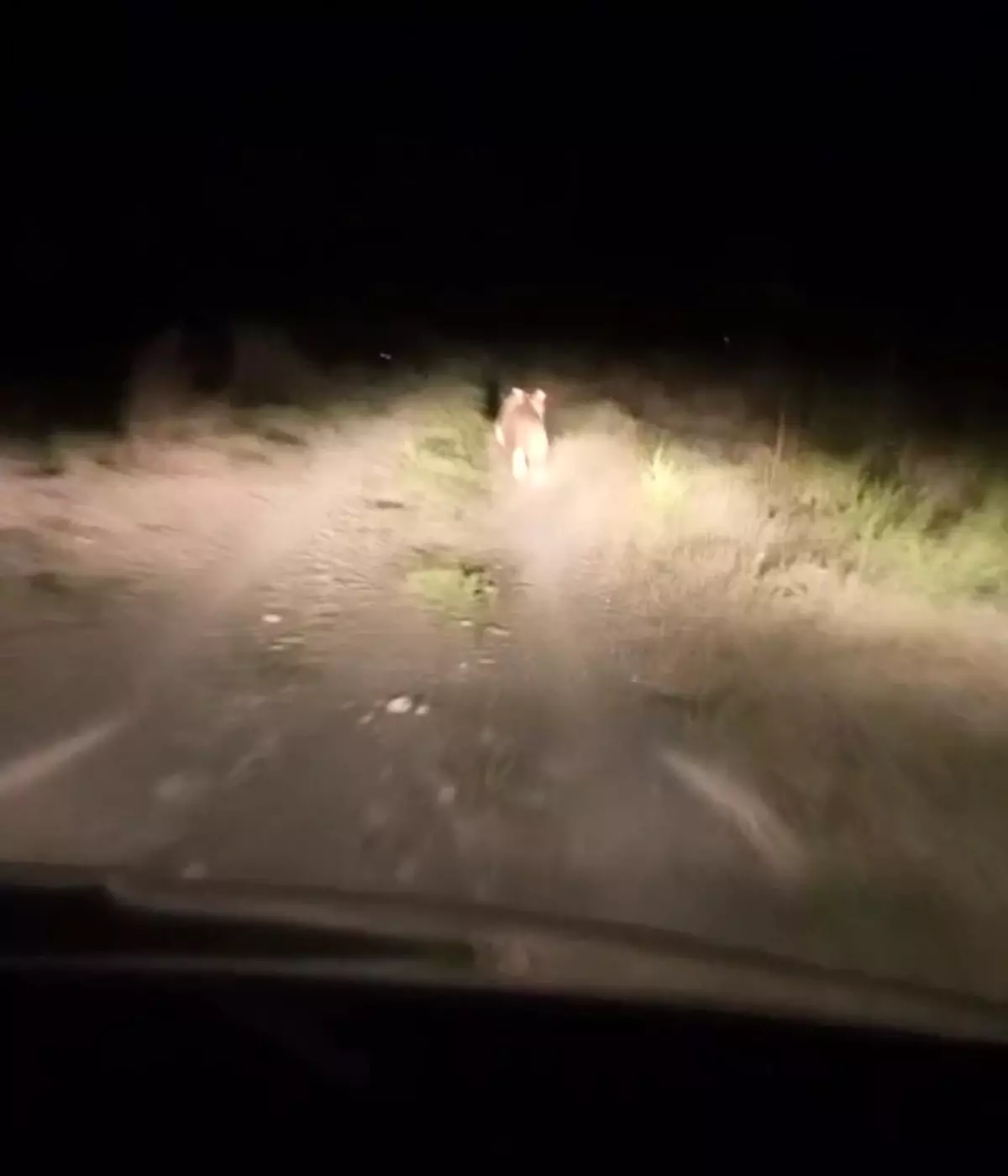 Iğdır'da Köydeki Ayı Paniği