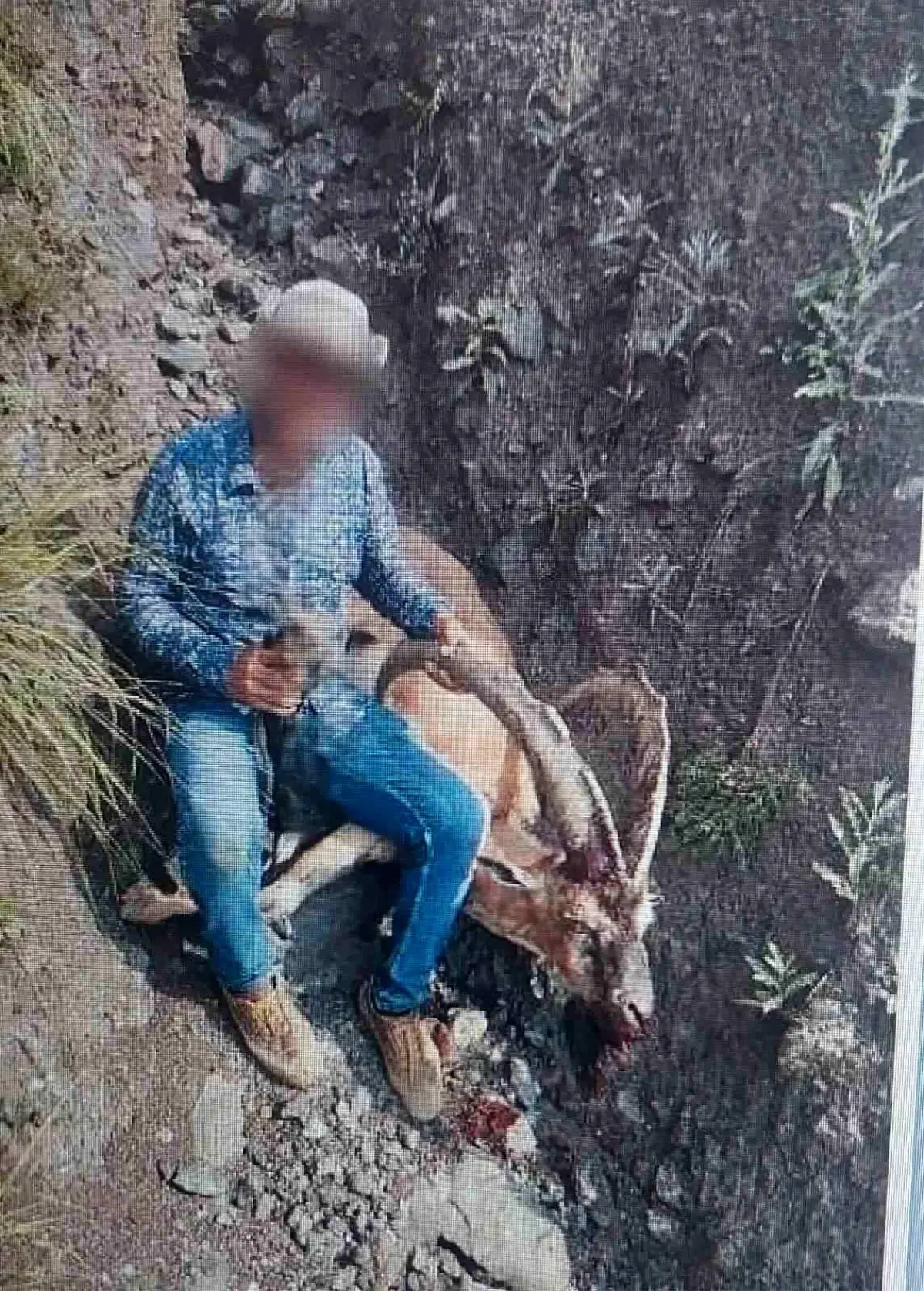 Kars'ta Yaban Keçisi Avlayan Kişiye 650 Bin Lira Ceza