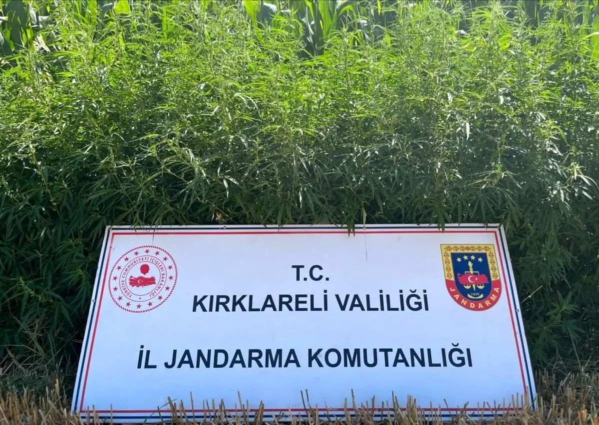 Kırklareli'nde 754 Bin Kök Hint Keneviri Ele Geçirildi