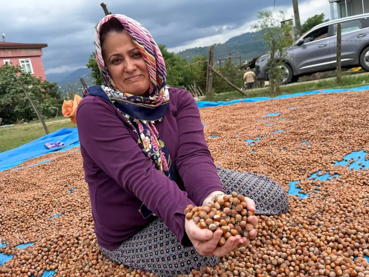 Fındık Hasadı ve Kurutma Çalışmaları Devam Ediyor