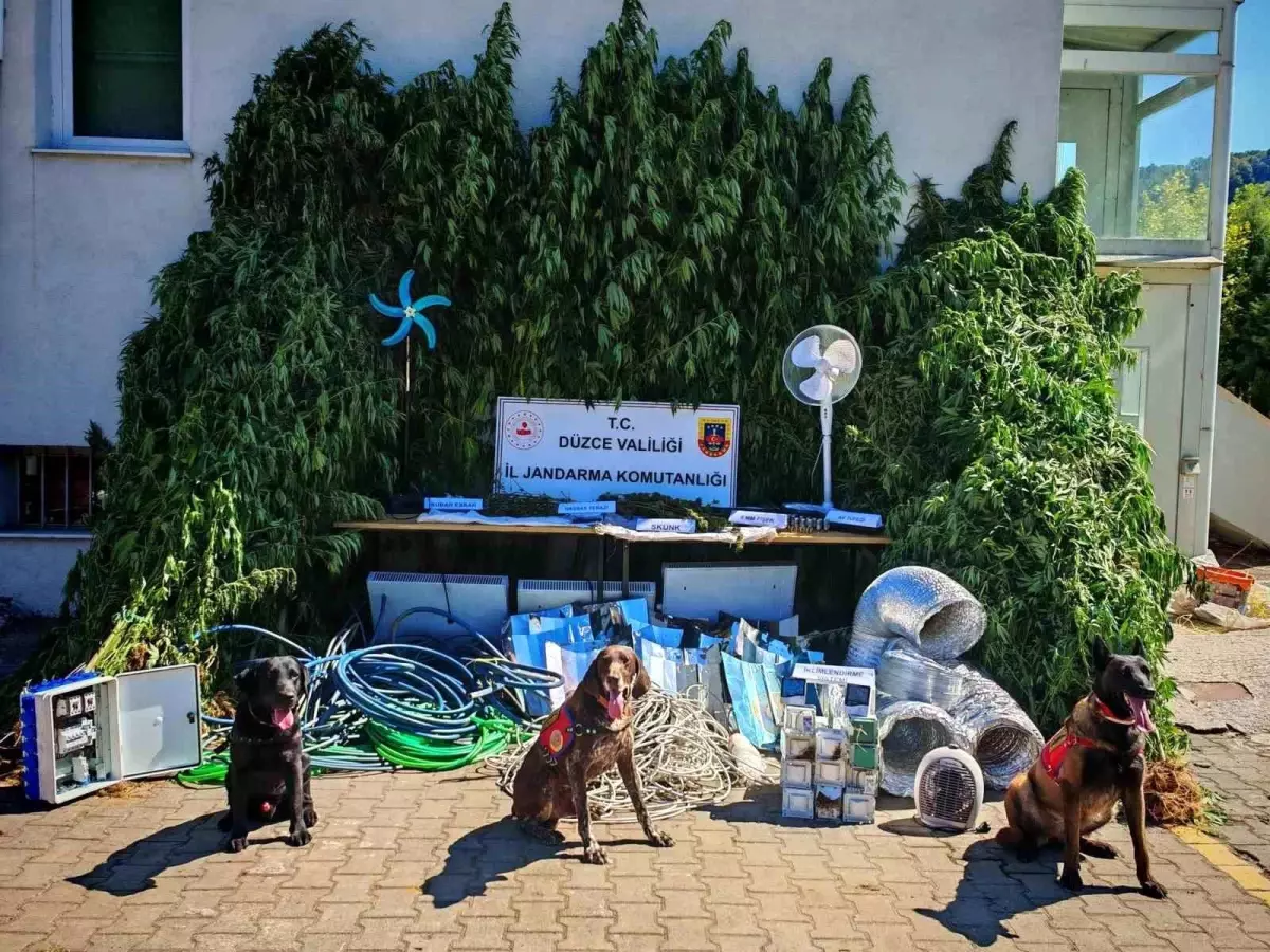 Düzce'de Yasa Dışı Kenevir Ekimi Operasyonu: 231 Kök Ele Geçirildi