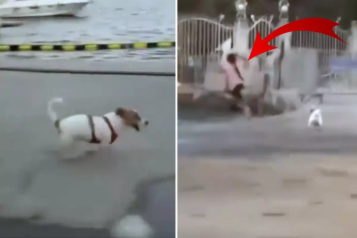 Yapımcı Erol Köse'nin kızı, köpeği serbest bırakıp çocuğun üzerine saldı