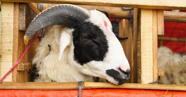 2026 Kurban Bayramı ne zaman Diyanet? Kurban Bayramı tatili kaç gün sürecek?