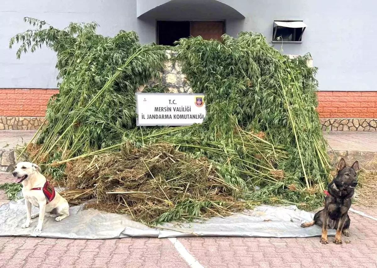 Mersin'de Kenevir Operasyonu: 45 Kilogram Esrar Ele Geçirildi