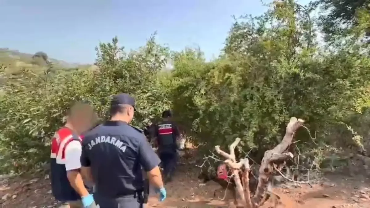 Mersin'de Uyuşturucu Operasyonu: 1580 Kök Kenevir Ele Geçirildi
