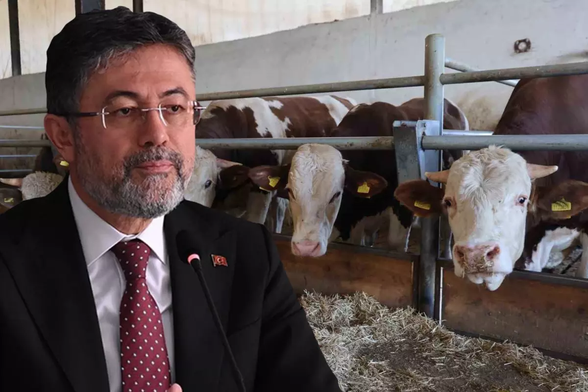 Bakan Yumaklı: Türkiye'de şap hastalığının yeni bir çeşidi 60 sene sonra ilk kez görüldü