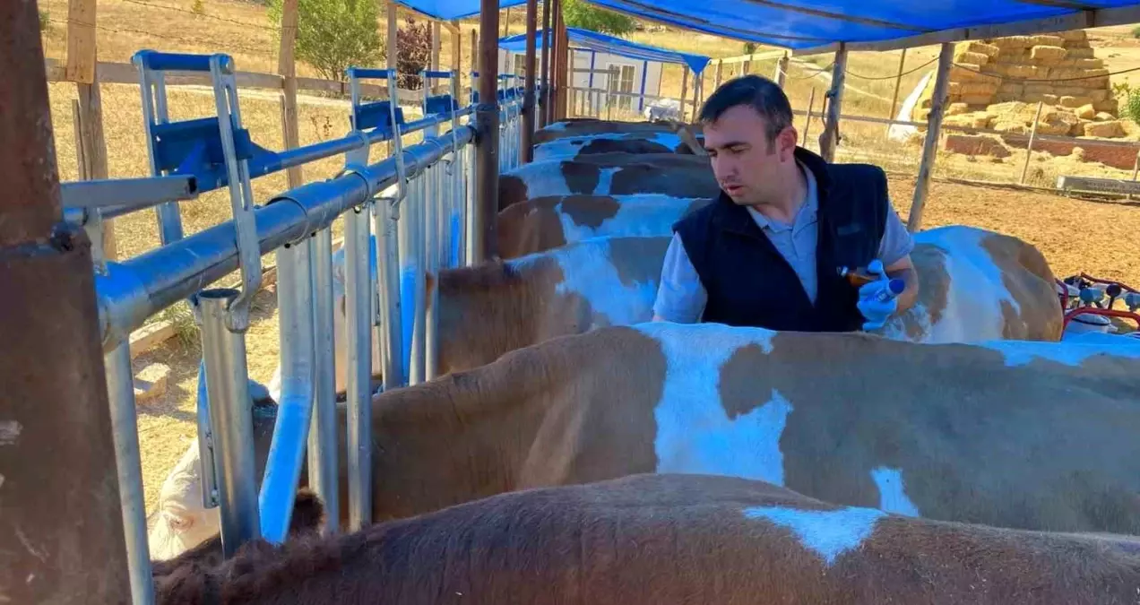 Bayburt'ta Şap Hastalığına Karşı Aşılama Kampanyası Başlatıldı