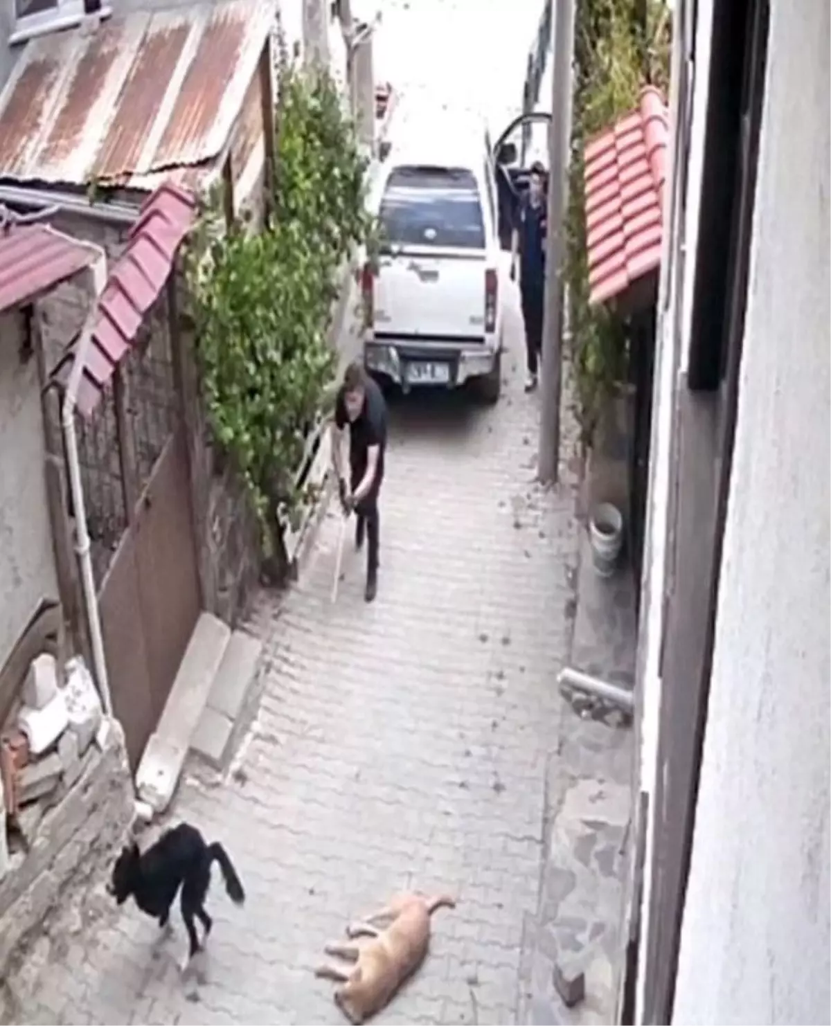 Mudurnu'da Sokak Köpekleri Uyuşturucu İğne ile Bayıltıldı