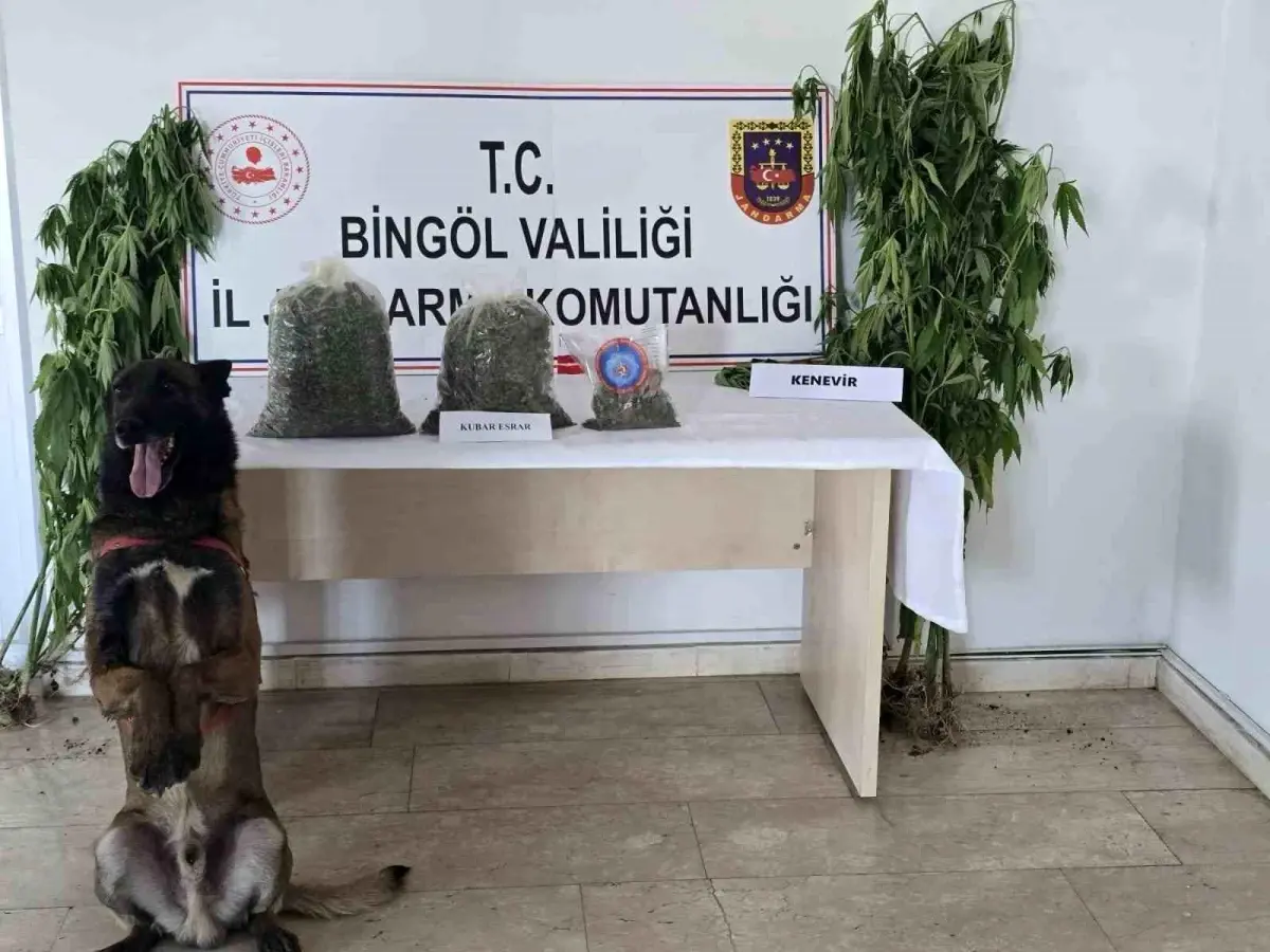 Bingöl'de Uyuşturucu Operasyonu: 279 Kök Kenevir Ele Geçirildi