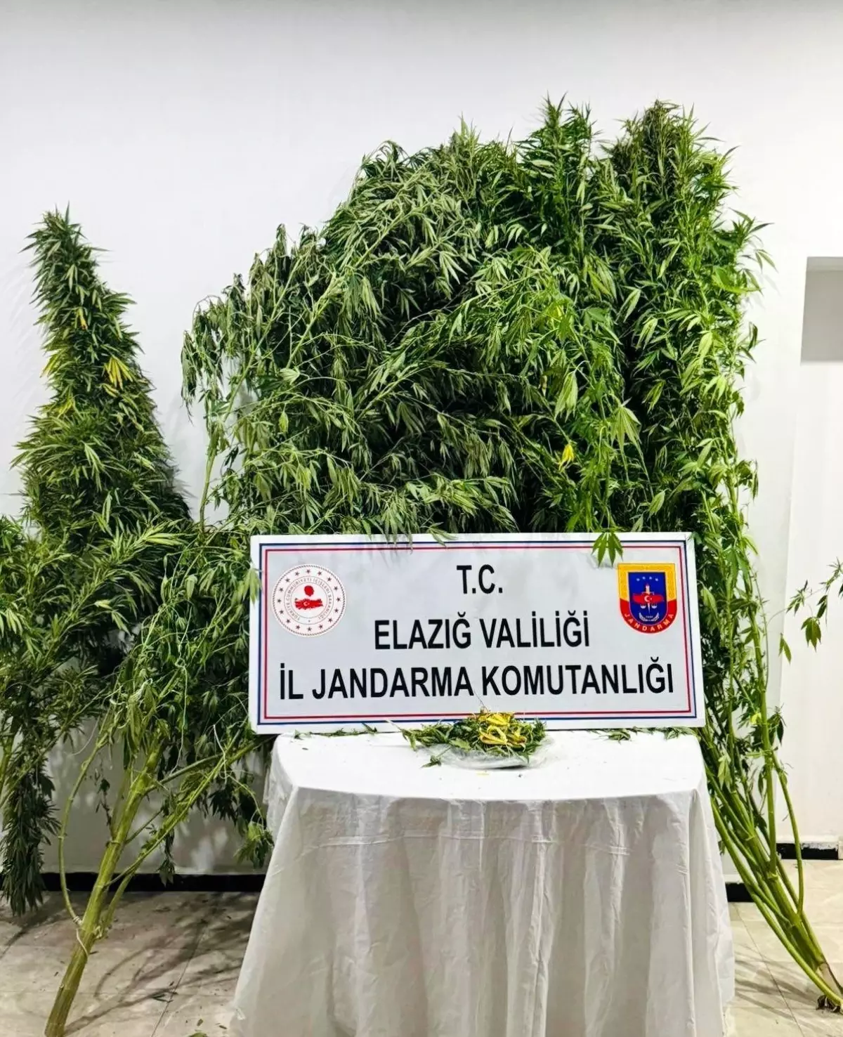 Elazığ'da Jandarmadan Uyuşturucu Operasyonu: Kenevir ve Esrar Ele Geçirildi