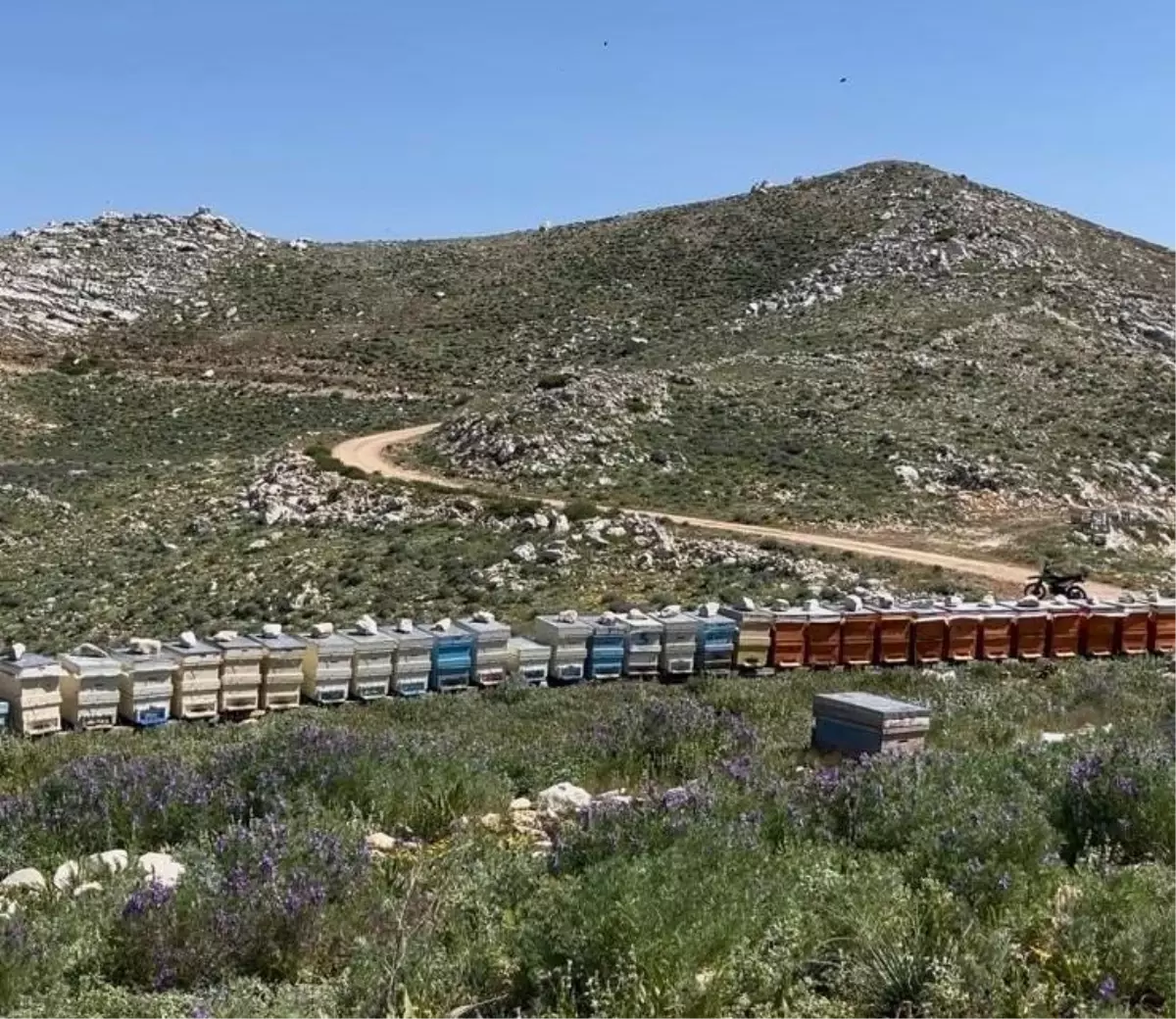 Antalya'da Arı Kovanları Hırsızlığa Uğradı