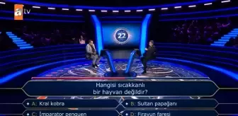 Hangisi sıcakkanlı bir hayvan değildir?
