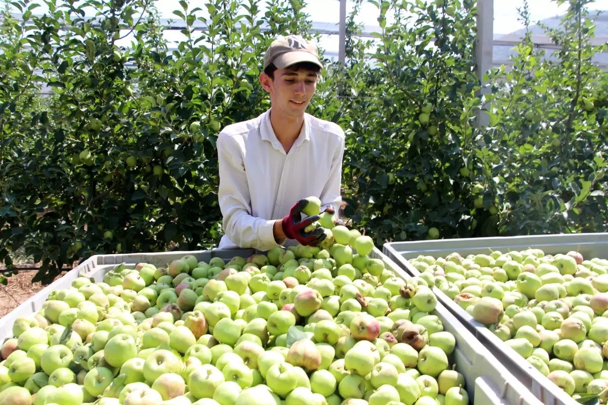 Isparta'da Elma Rekoltesi Don Nedeniyle Yüzde 30 Düştü