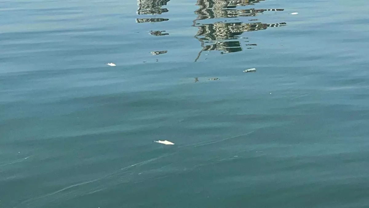 İzmir Körfezi'nde Tekrar Balık Ölümleri ve Kirlilik Sorunu